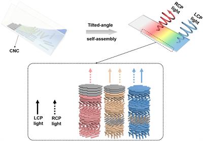 Lateral Gradient Ambidextrous Optical Reflection in Self-Organized Left-Handed Chiral Nematic Cellulose Nanocrystals Films